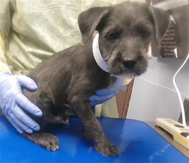 Pepper - Schnauzer
