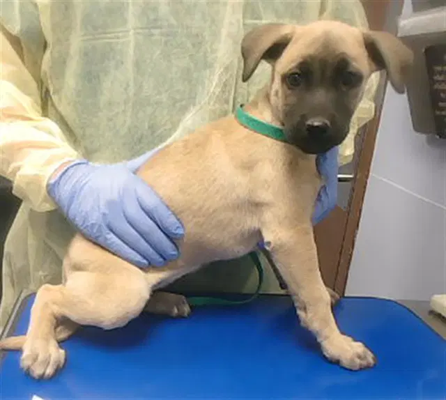 Garlic - Black Mouth Cur