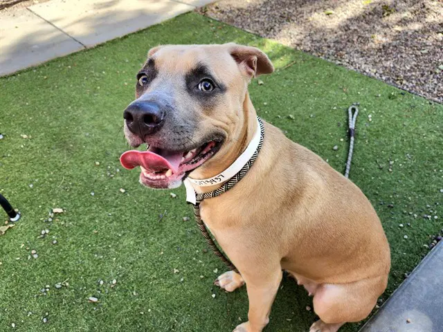 Basil - American Pit Bull Terrier