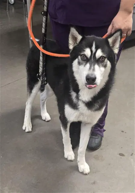 Blitz - Siberian Husky