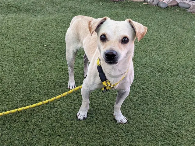 Percy - Chihuahua