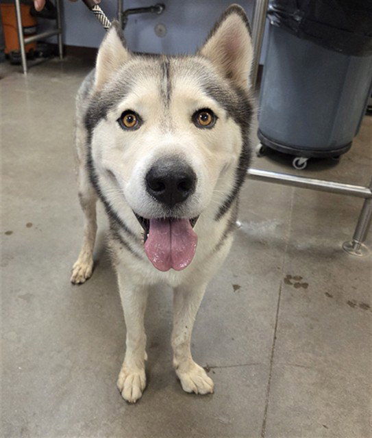 TUNDRA
