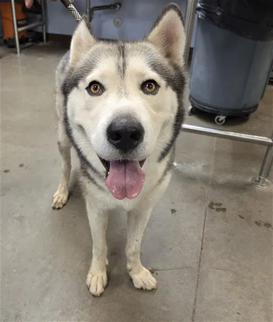 Tundra - Siberian Husky