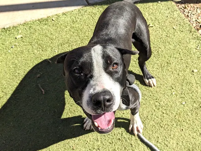 Scanlan - American Pit Bull Terrier
