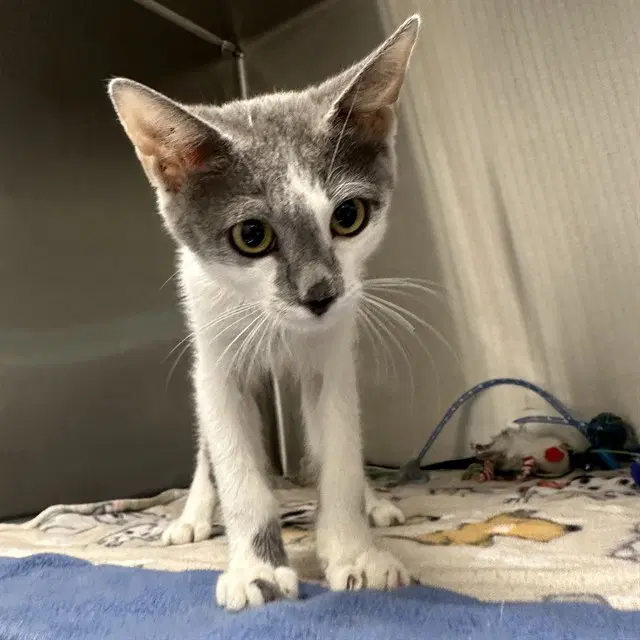 Zorro - Domestic Short Hair