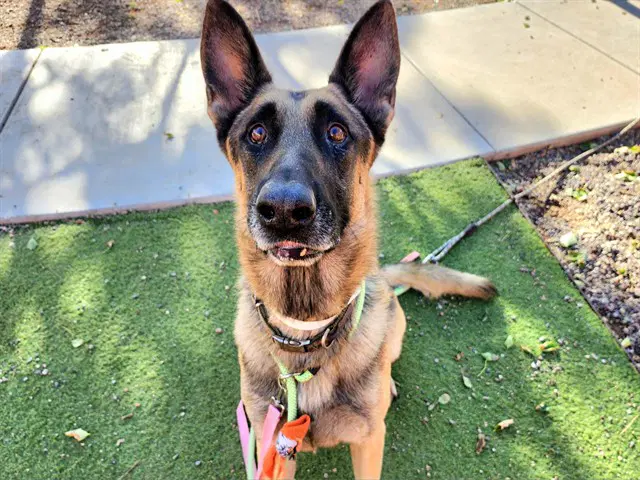 Harry - German Shepherd Dog