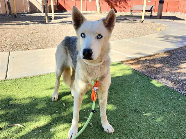 Solara - Siberian Husky