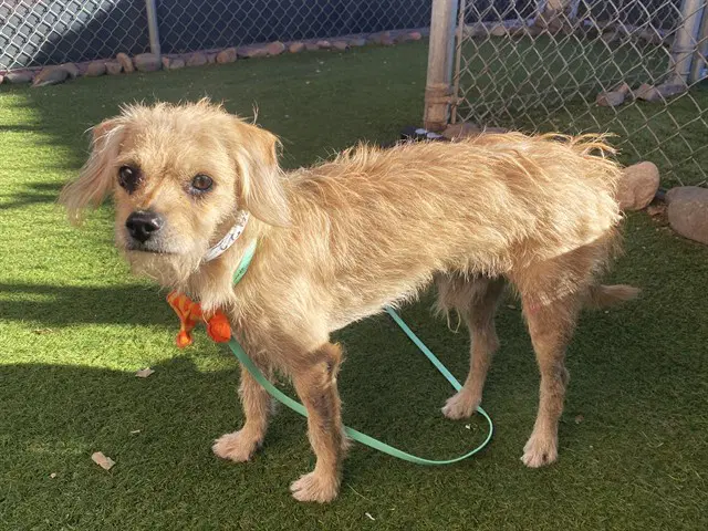 Parmesan - Border Terrier
