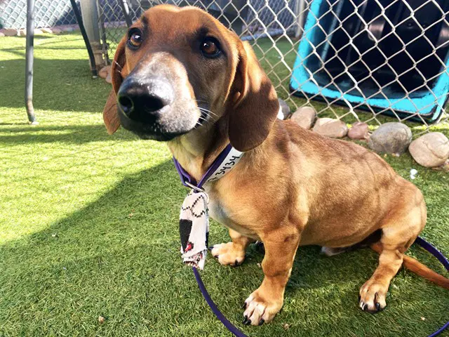 Hiccup - Dachshund