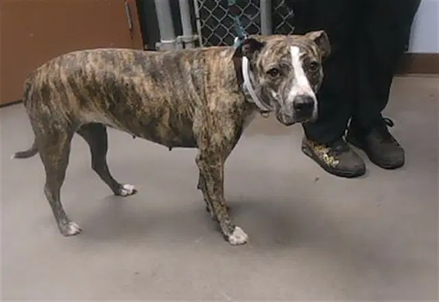 Marble - American Pit Bull Terrier