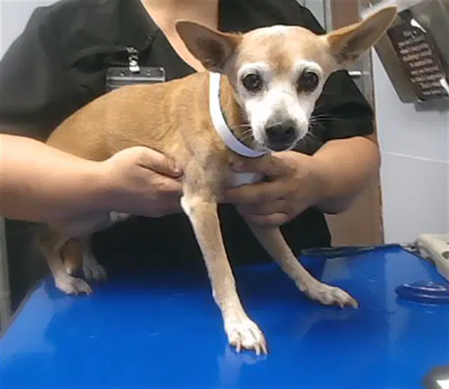 Garth - Chihuahua