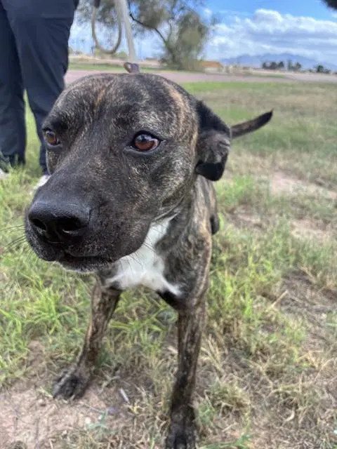 Monkey - American Pit Bull Terrier