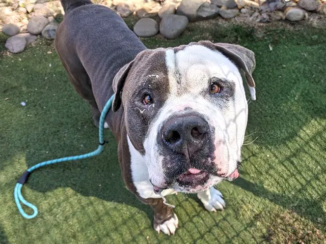Bubba - American Pit Bull Terrier