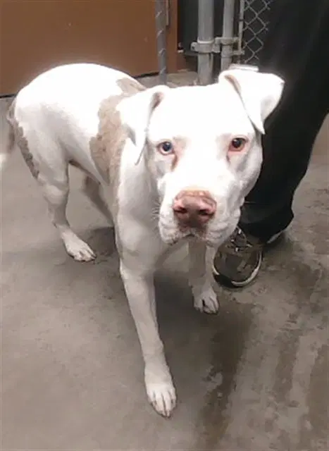 Castle - American Pit Bull Terrier