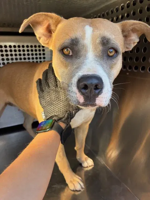 Smooches - American Pit Bull Terrier