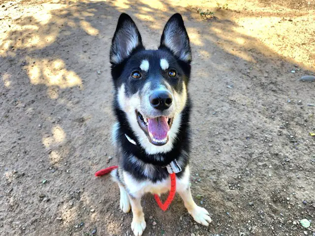 Tony Hawk - Siberian Husky