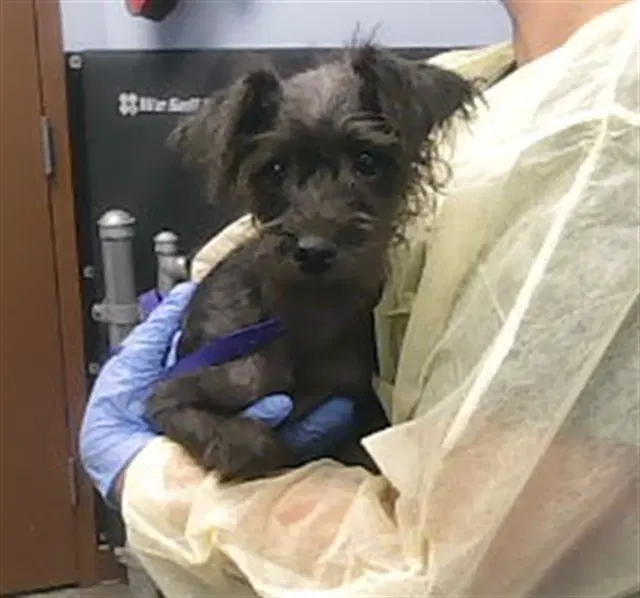 Jackie - Miniature Schnauzer