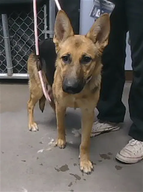 Feta - German Shepherd Dog