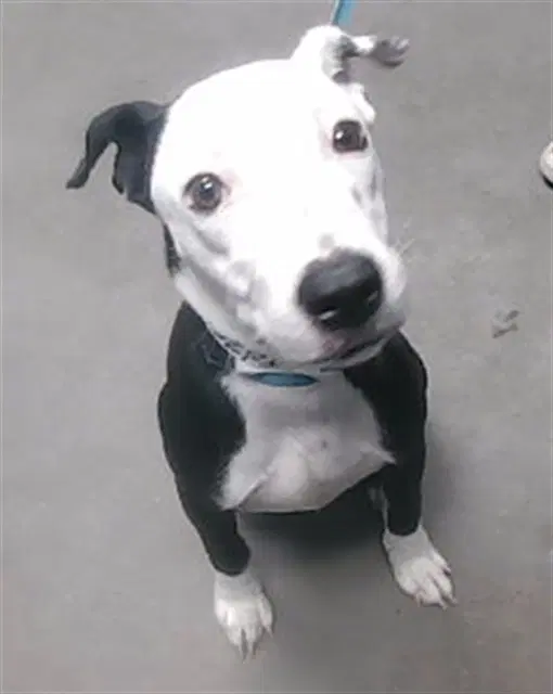 Stilton - American Pit Bull Terrier