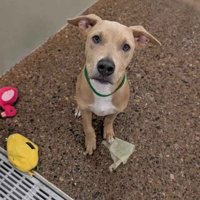 Roo - American Pit Bull Terrier