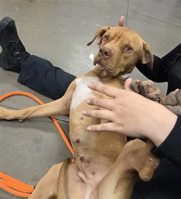 Bethany - Dogue de Bordeaux