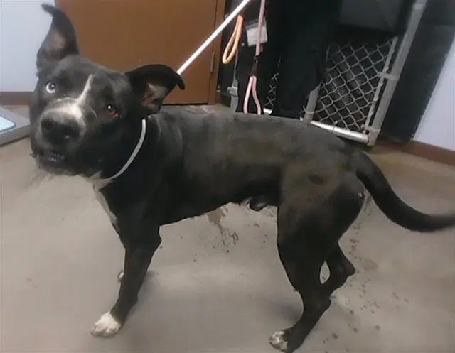 Jax - American Pit Bull Terrier