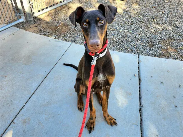 Gazelle - Doberman Pinscher