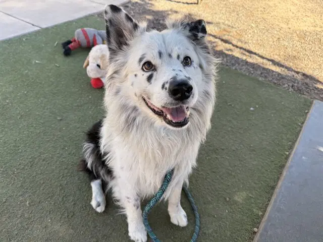 Quill - Australian Shepherd