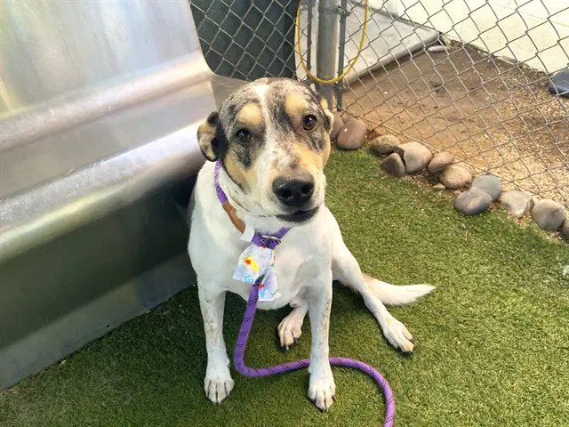 Miles - Catahoula Leopard Dog