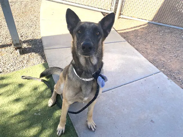 Gina - German Shepherd Dog