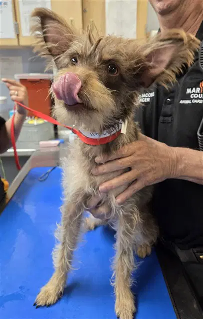 Skunk - Miniature Schnauzer