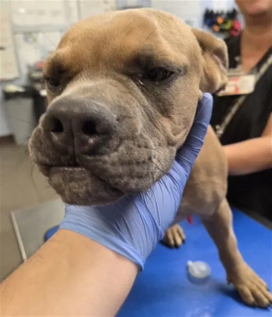 Flower - Boxer