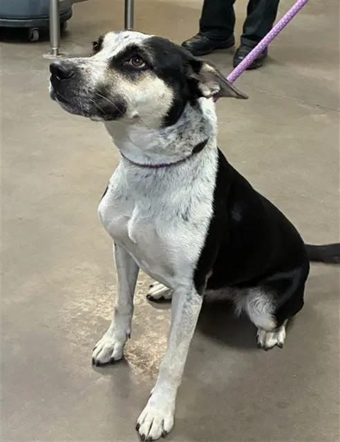 Arizona - Australian Cattle Dog/Blue Heeler