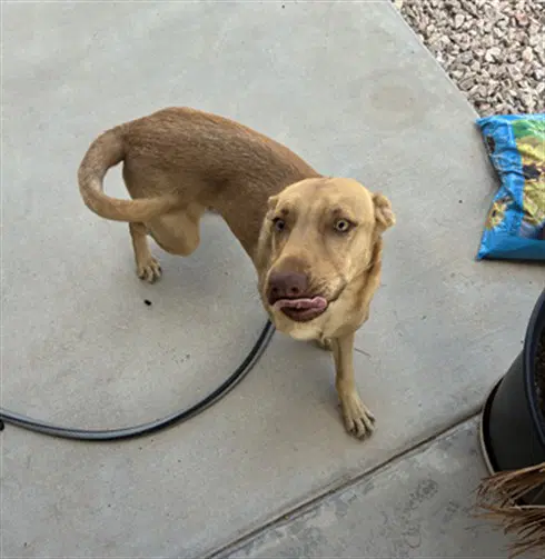 Jeremy - Carolina Dog