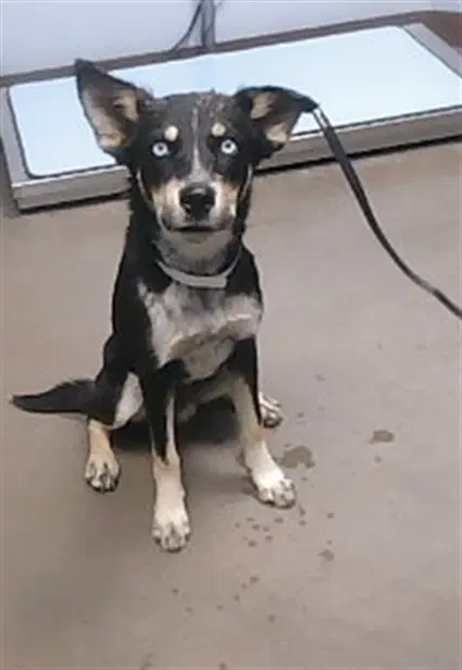 Jake - Husky
