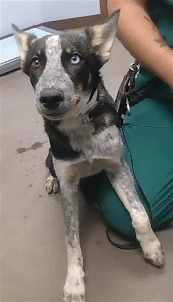 Wilhelm - Husky
