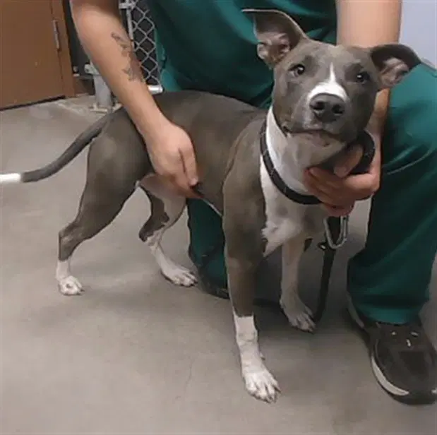 Nina - American Pit Bull Terrier