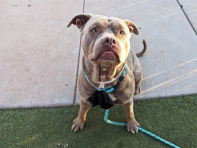 Deebo image 1