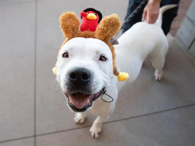 Sammy - American Pit Bull Terrier