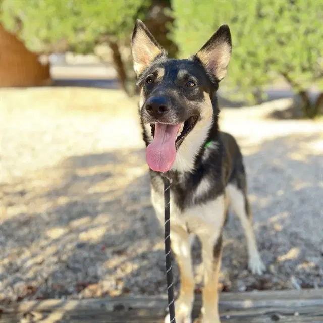 Navy - German Shepherd Dog
