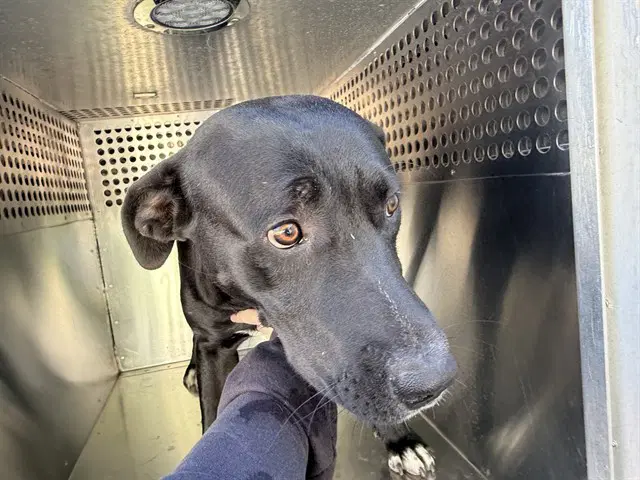 Cinco - American Pit Bull Terrier