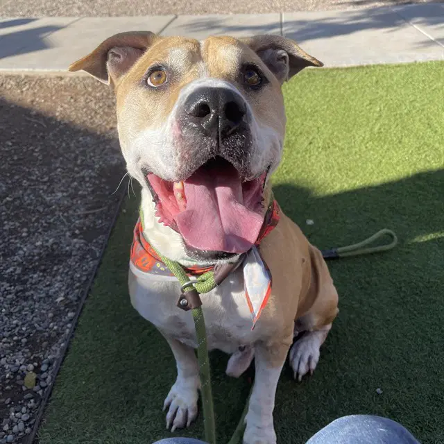 Louie image 1