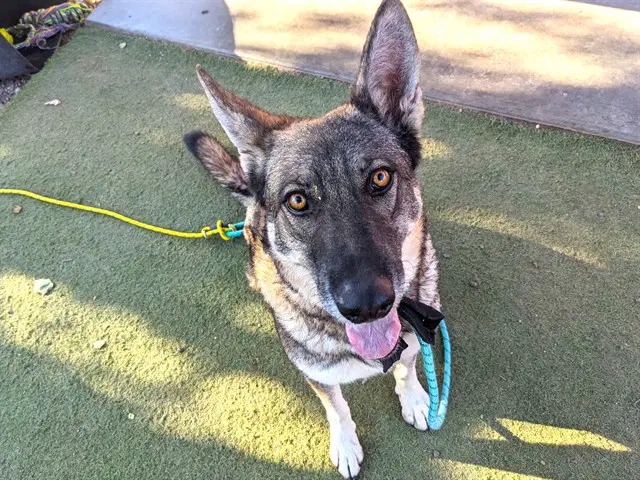 Amber - German Shepherd Dog