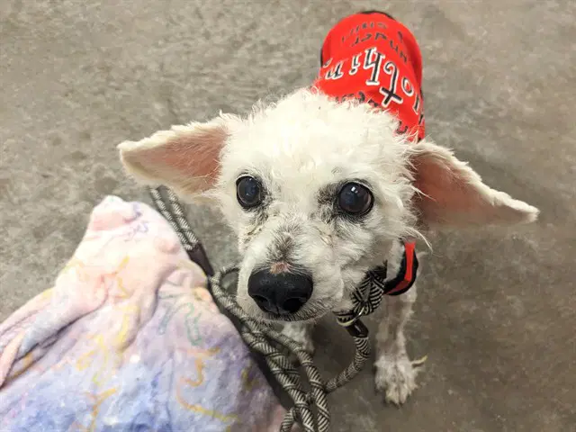 Winston - Poodle (Toy)