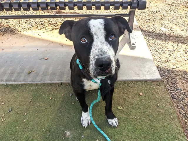 Ichabod - American Pit Bull Terrier