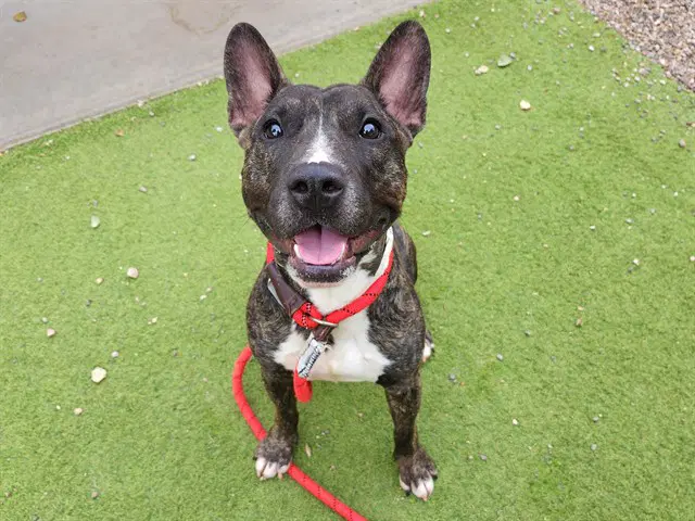 Toro - Bull Terrier