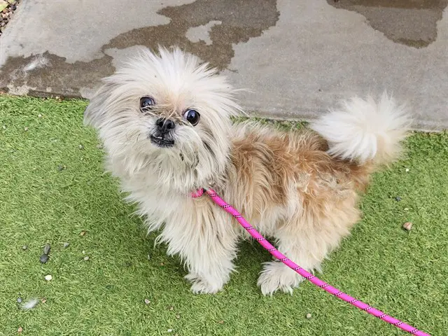 Gobbo - Shih Tzu