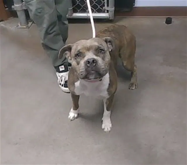 Fairy - American Pit Bull Terrier