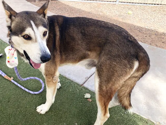 Stewart - Siberian Husky