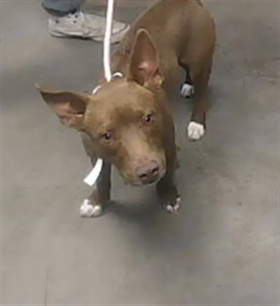 Maui - American Pit Bull Terrier